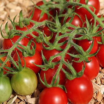 Cherrytomate A Grappoli De Inverno