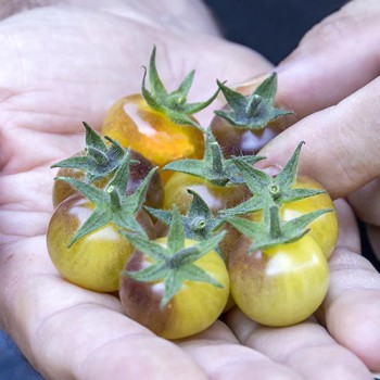 Cherry-Tomate Blue Cream Berries