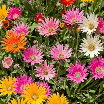 Margriet May Queen