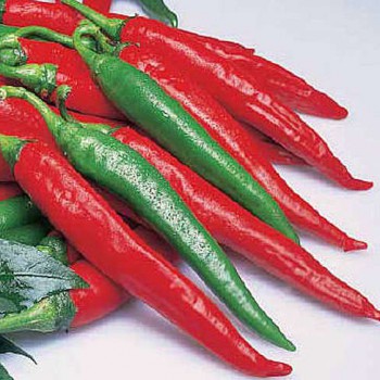 Cayenne rood