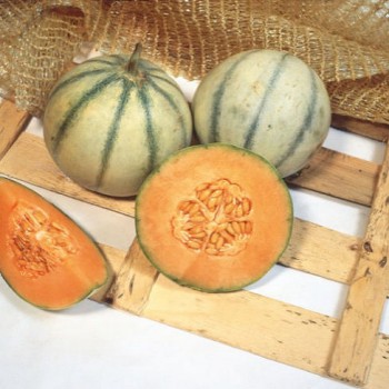 Melone Charentais