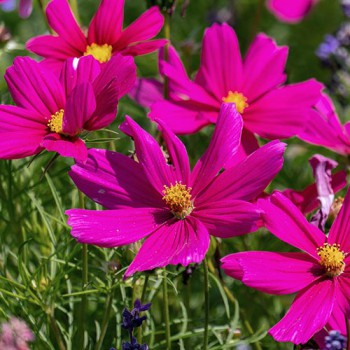 Cosmea Dazzler