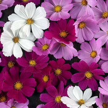 Cosmea Sensation gemengd