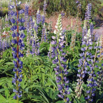 Eenjarige lupine