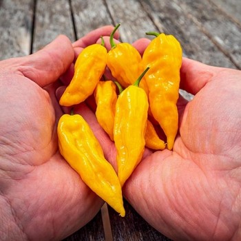 Fatalii Yellow