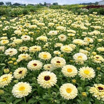 Goudsbloem Geisha Girl