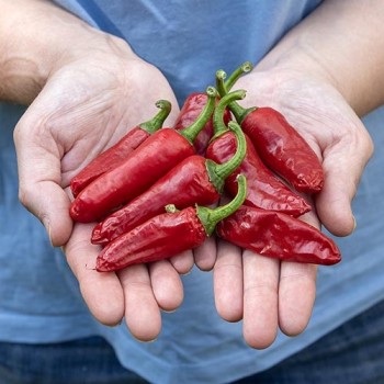 Chillipfeffer Piment de Bresse