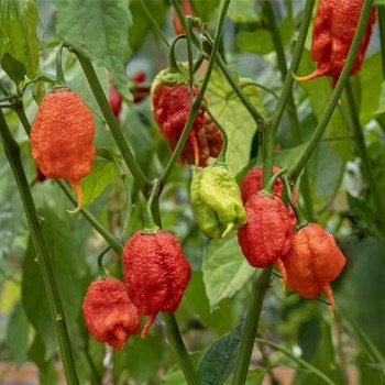 Naga Morich
