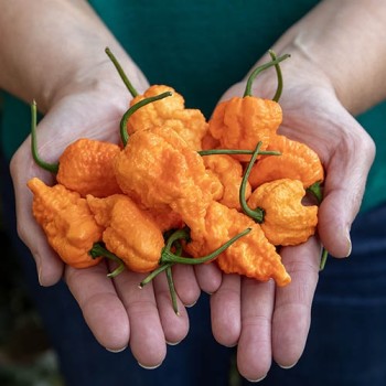 Habanero Yellow