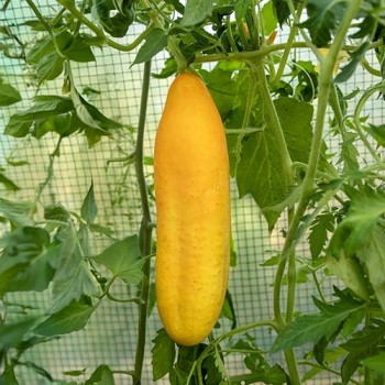 Kaskomkommer Telegraph