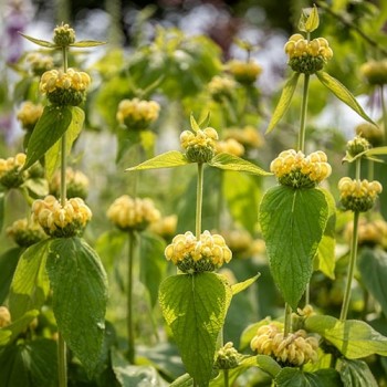 Zomeraster Struisveder