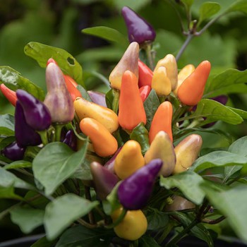 Pimientos de Padron 