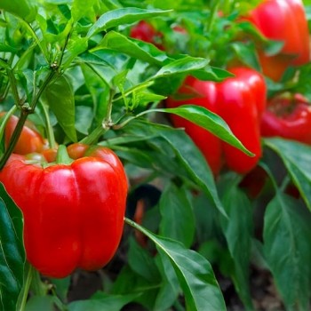 Golden California Wonder