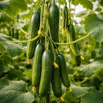 Kaskomkommer Telegraph