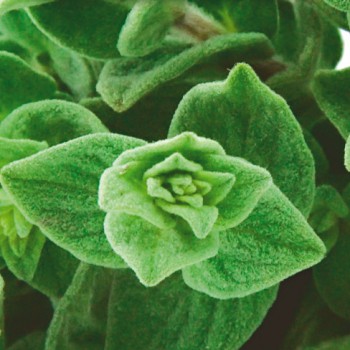 Kruiden Marjolein hot and spicy plant