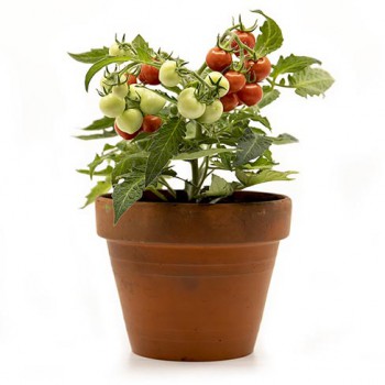 Mikrotomate Micro tom