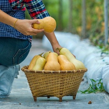 Butternut