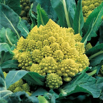 Romanesco Natalino