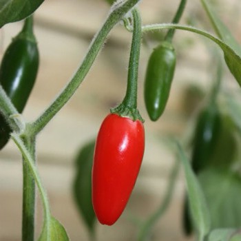 Peper Serrano