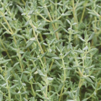 Kruiden tijm Sinaasappel plant