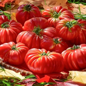 Fleischtomate Costoluto Genovese