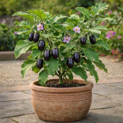 Topfeierbaum Patio Baby F1