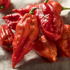 Bhut Jolokia red