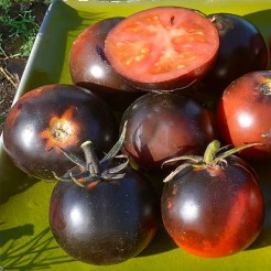 Tomate Blue Streaks