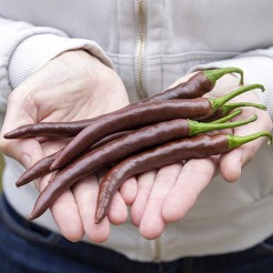 Cayenne Choco