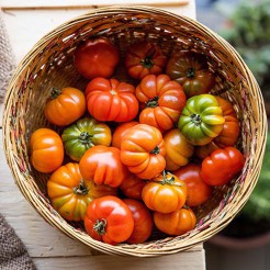 Fleischtomate Costoluto Fiorentino