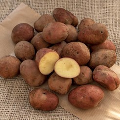 Pootaardappel Doré (vroeg)