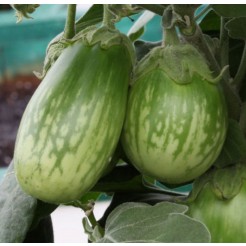 Emerald Isle (pot aubergine)