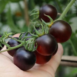 Cherry-Tomate Fahrenheit Blues