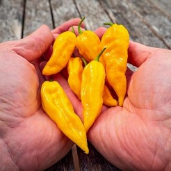 Fatalii Yellow