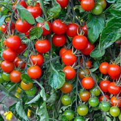 Gardeners Delight