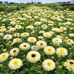 Ringelblume Ivory Princess