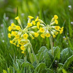 Echte Schlüsselblume