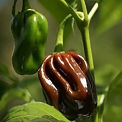 Chillipfeffer Habanero Chocolate