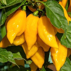 Habanero Yellow