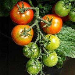 Mikro-Tomate Lille Lise