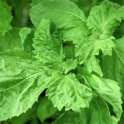 Basilicum Italiaans (Genovese)
