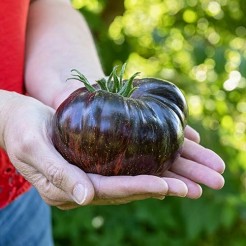 Fleischtomate Marsha's Starfighter Beefsteak