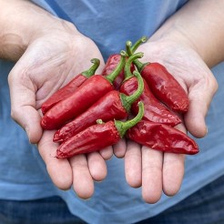 Chillipfeffer Piment de Bresse