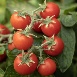 Mikro-Tomate Zwergenwunder