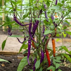 Chillipfeffer Buena Mulata