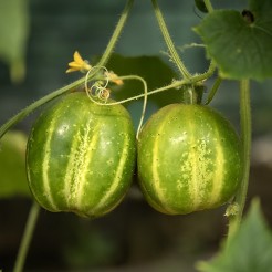 Gurke Richmond Green Apple