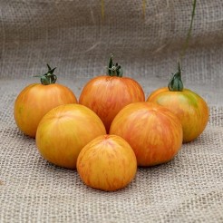 Tomate Lava Flow