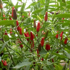 Chillipfeffer Piri Piri