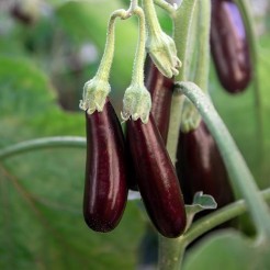 Eierbaum Little Finger