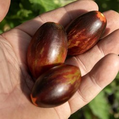 Cherry-Tomate Kleiner Anton
